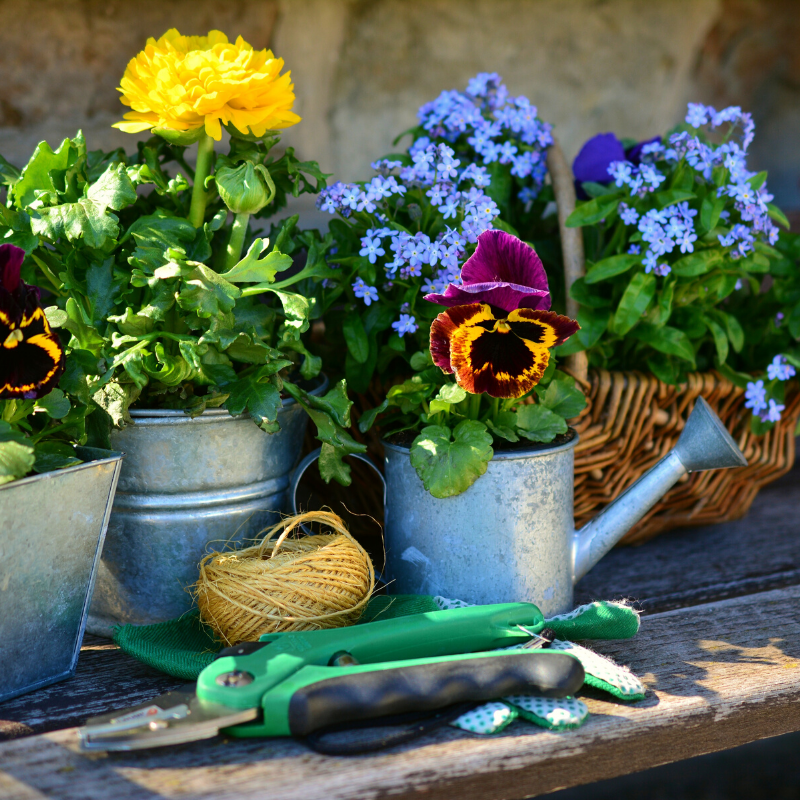 Happy Houseplants: 3 Benefits of a Watering Can