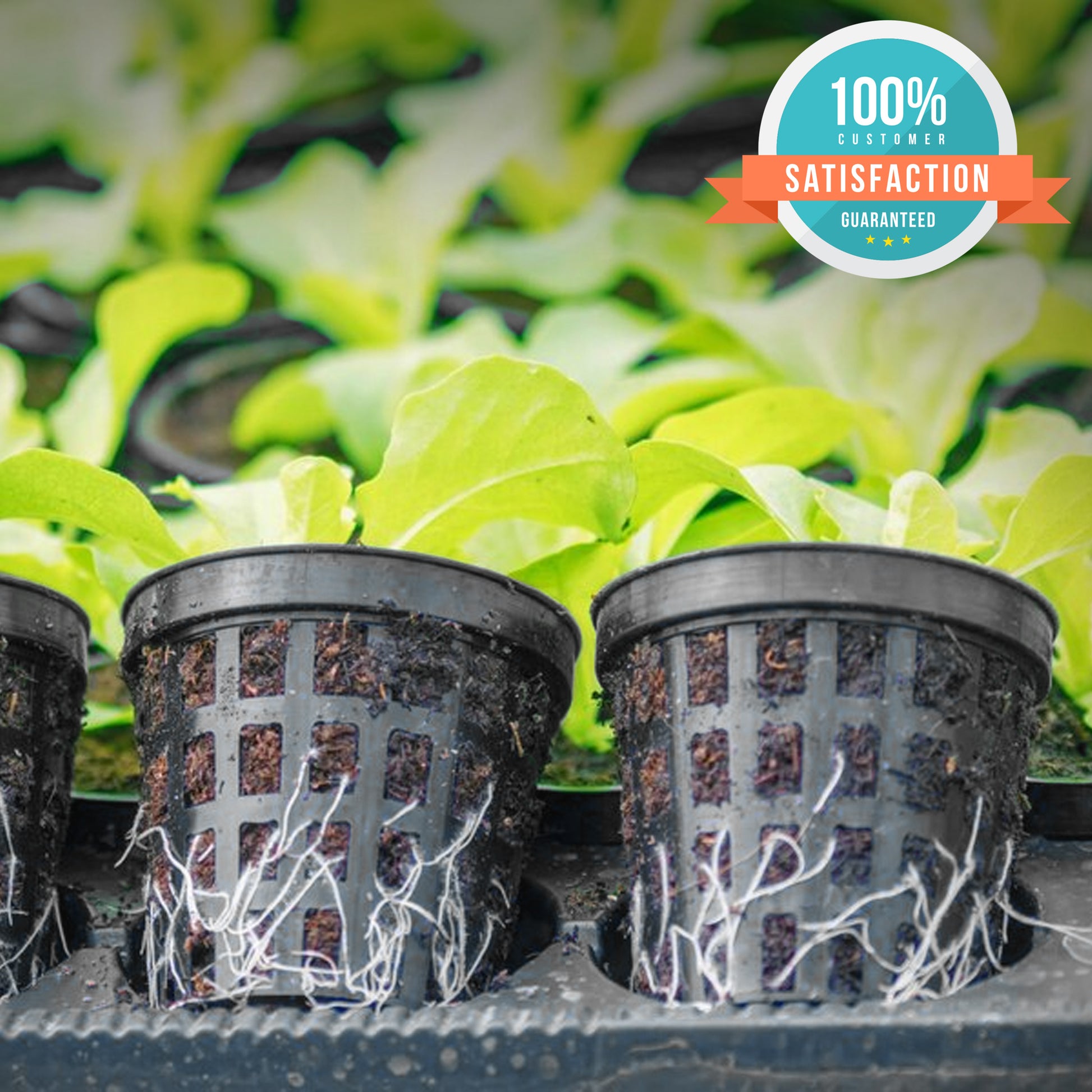 Hydro-Aero Net Pots Set - 100 Pieces of 2 inch Pots for Vertical Gardening - Kool Products